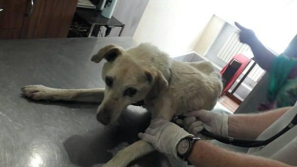 В Полтаве собаку бросили в канализационный колодец (фото)