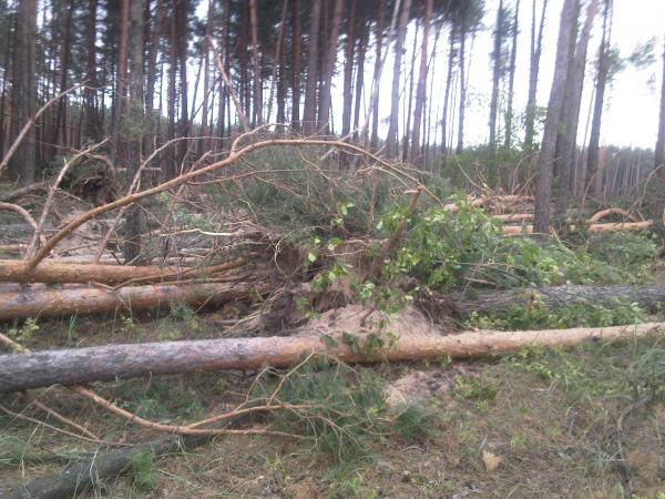 Бурелом на Полтавщине повредил 115 гектаров леса (фото)