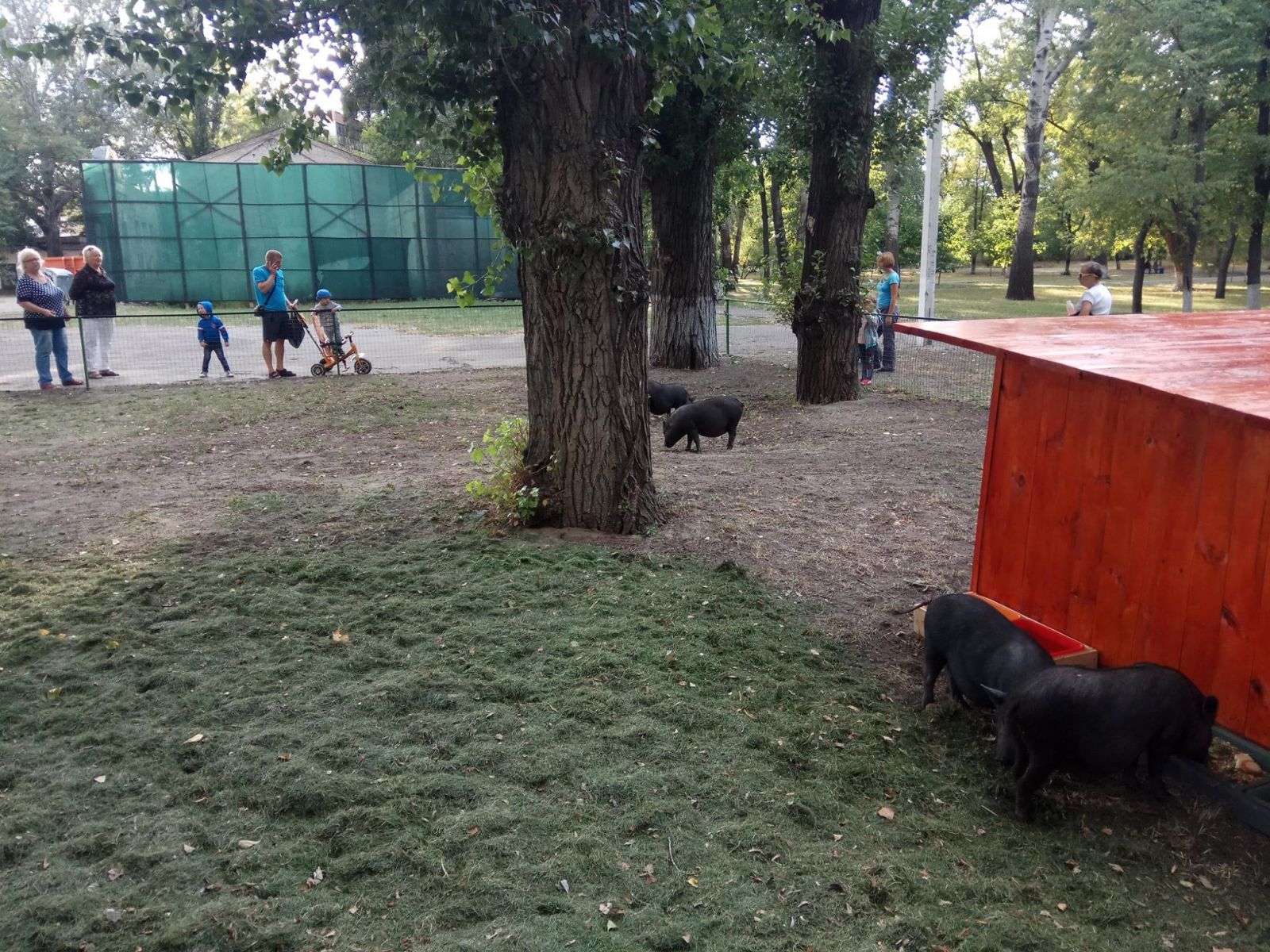 В Кременчуге поселились вьетнамские свинки (фото)