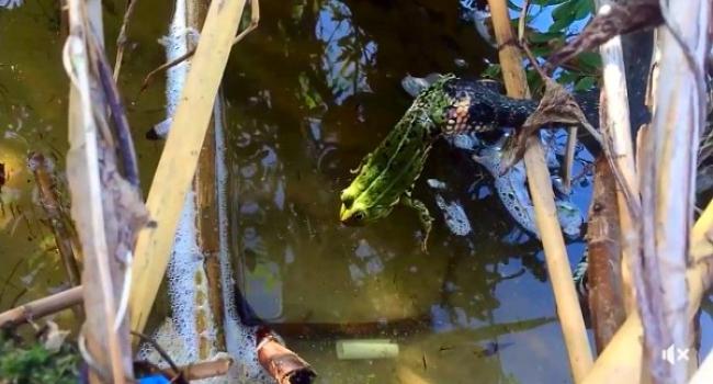 На Полтавщине засняли, как змея живьем глотает лягушку (видео)