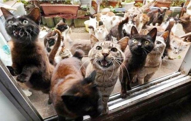 В Кременчуге не стали штрафовать хозяйку девяти кошек