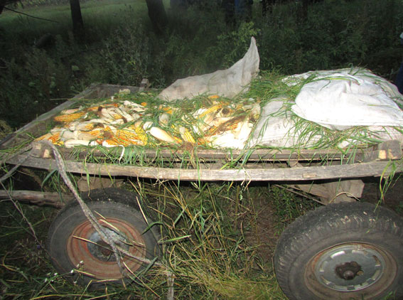 На Полтавщине мужчина украл два центнера кукурузы с поля (фото)