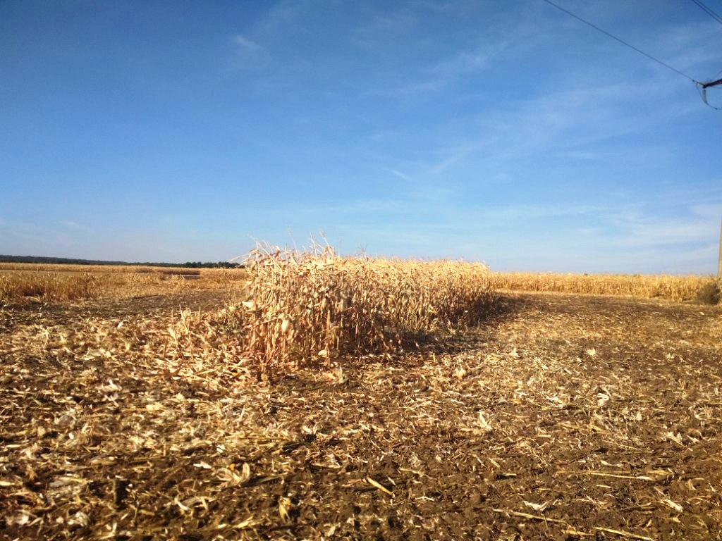 На Полтавщине горело поле кукурузы (фото)
