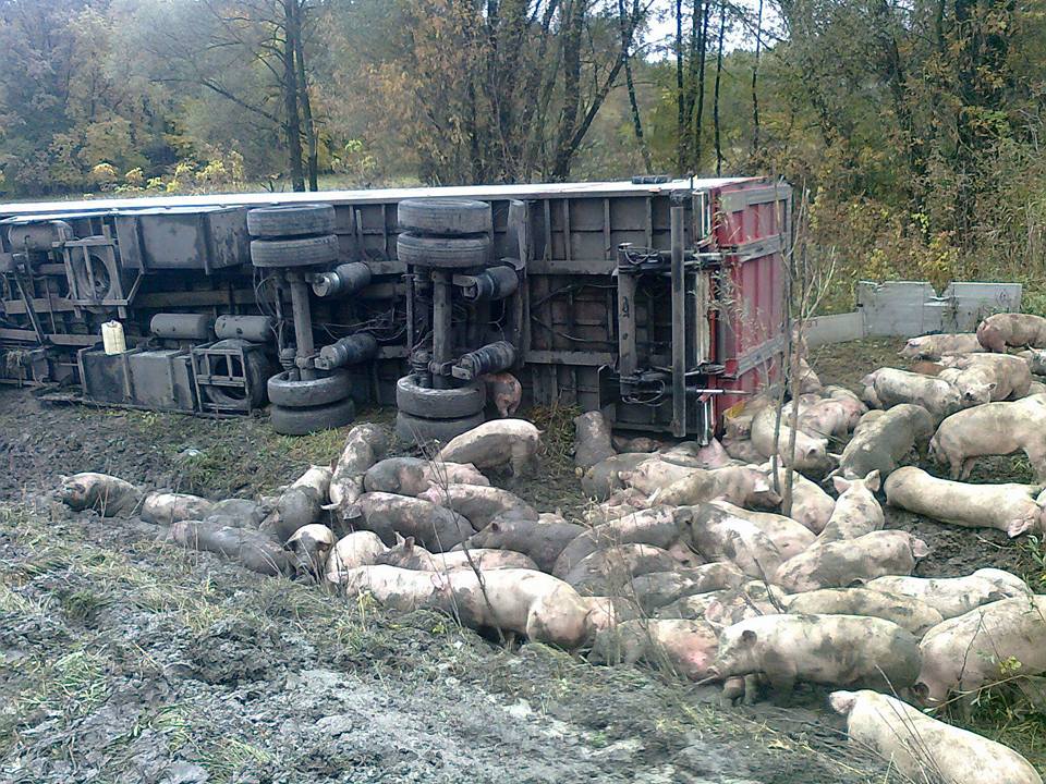 На трассе перевернулся грузовик: по дороге разбежались свиньи (фото)