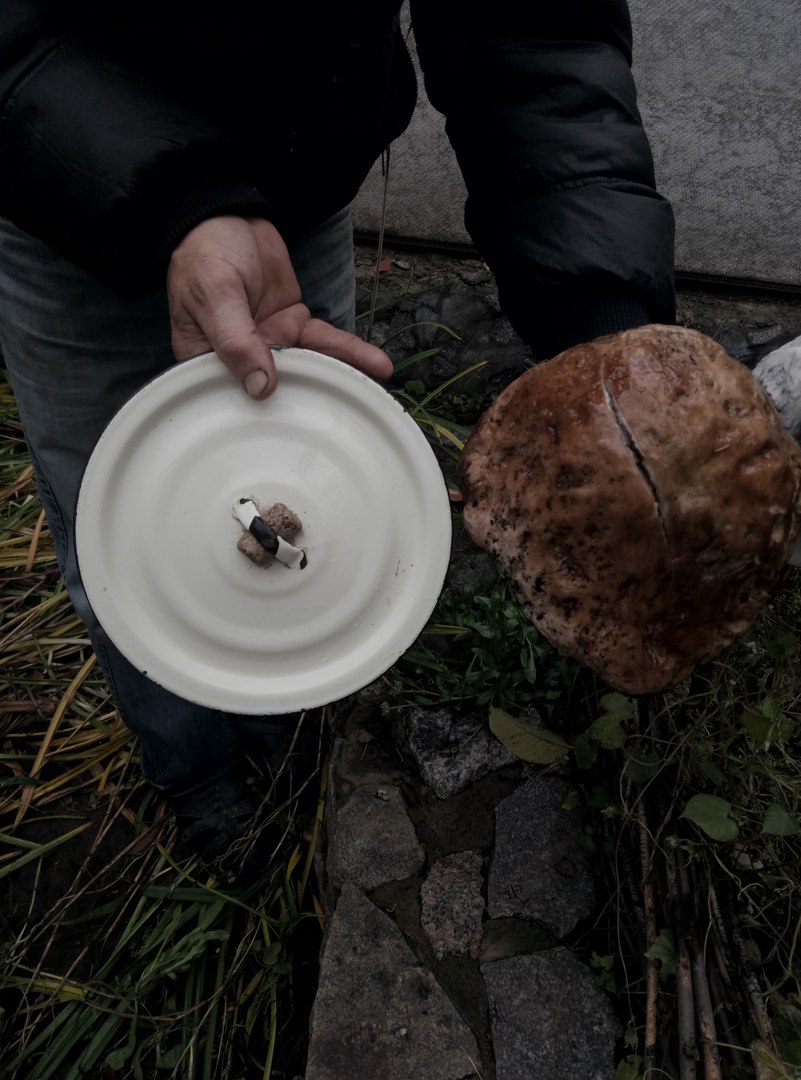 гриб, гигантский гриб, гадяч