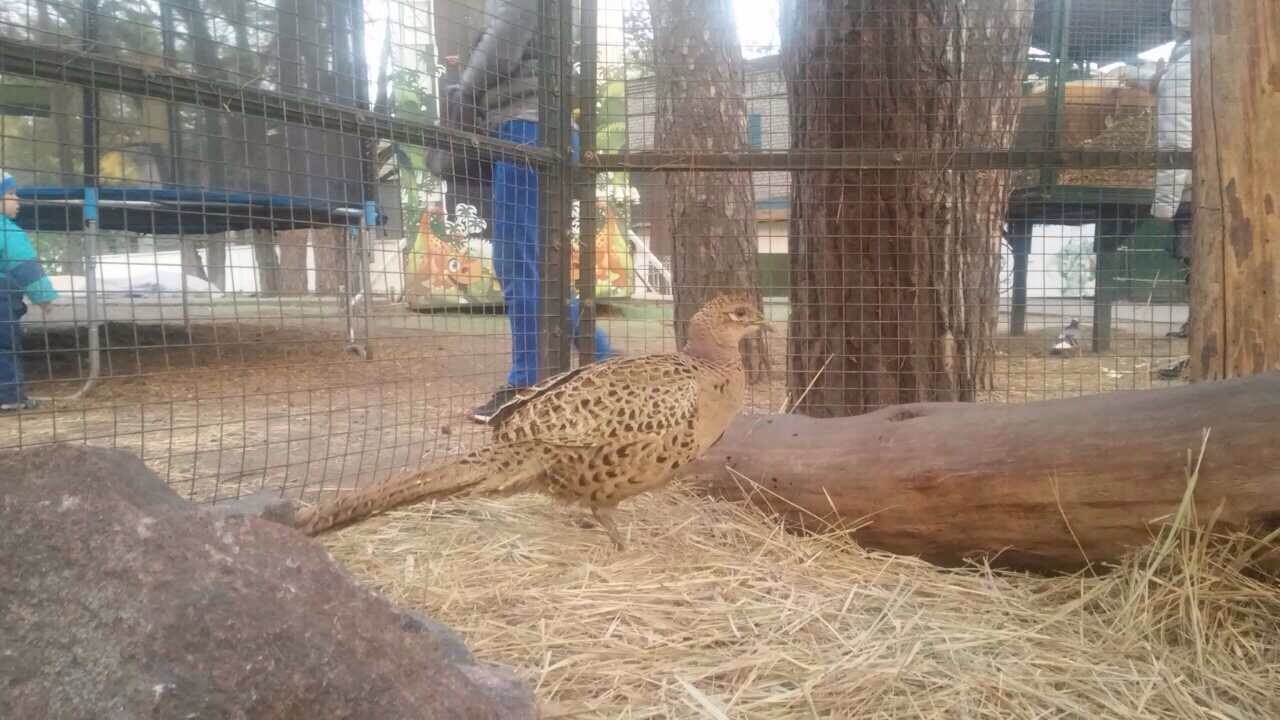 На Полтавщине обживается спасенный фазан Добби (фото)
