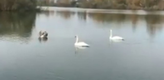 В Кременчуг прилетели лебеди (видео)