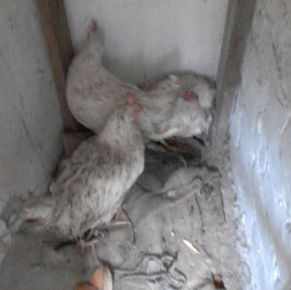 На Полтавщине задержали воров куриц и уток (фото)