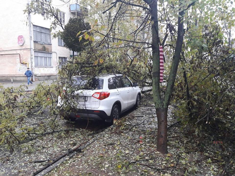 В Полтаве на автомобиль рухнуло дерево (фото)