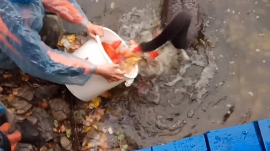 Кременчугский лебедь Гриша заклевал новых жителей озера (видео)