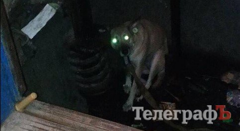 В Кременчуге собака застряла в лифтовой яме (фото)
