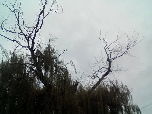 Жители Кременчуга обеспокоены опасным мостом и деревом (фото)
