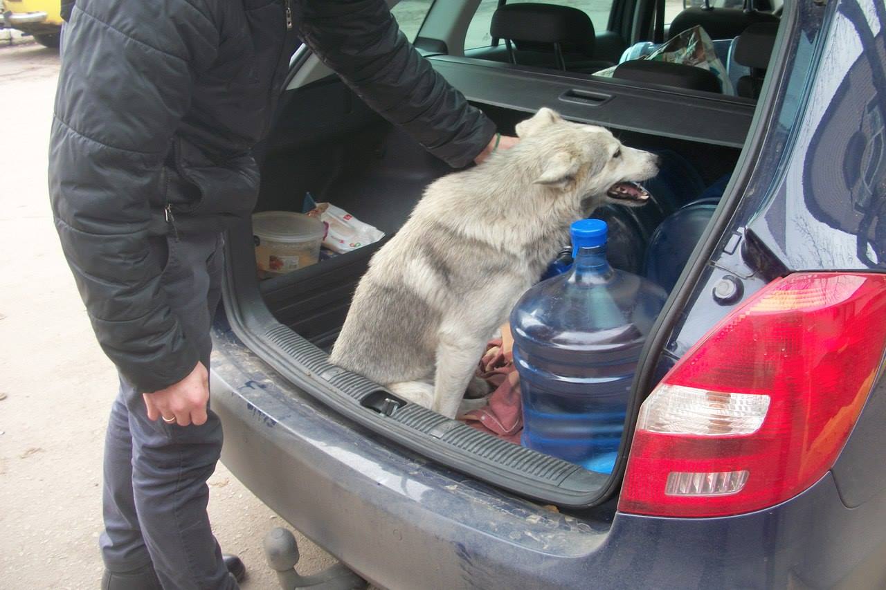Кременчужане спасли собаку, которую сбил автомобиль (фото)
