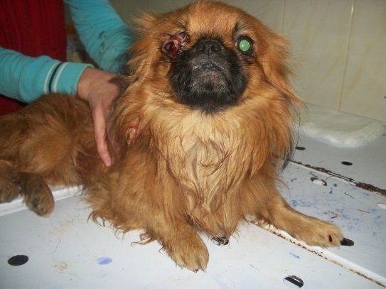 В Кременчуге на улице нашли породистую собаку со страшной травмой (фото)