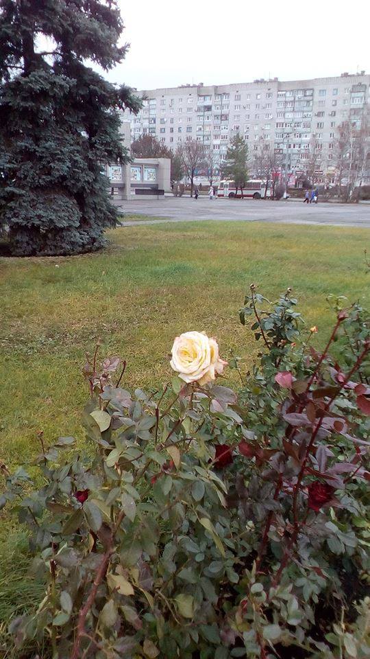 В Горишних Плавнях цветут розы (фото)