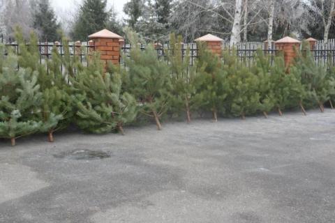 Сколько стоят елки в Миргородском лесхозе