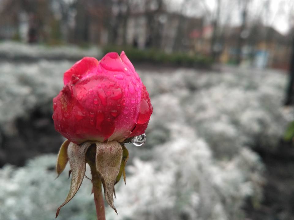 Аномальная зима: на Полтавщине зацвели розы (фото)