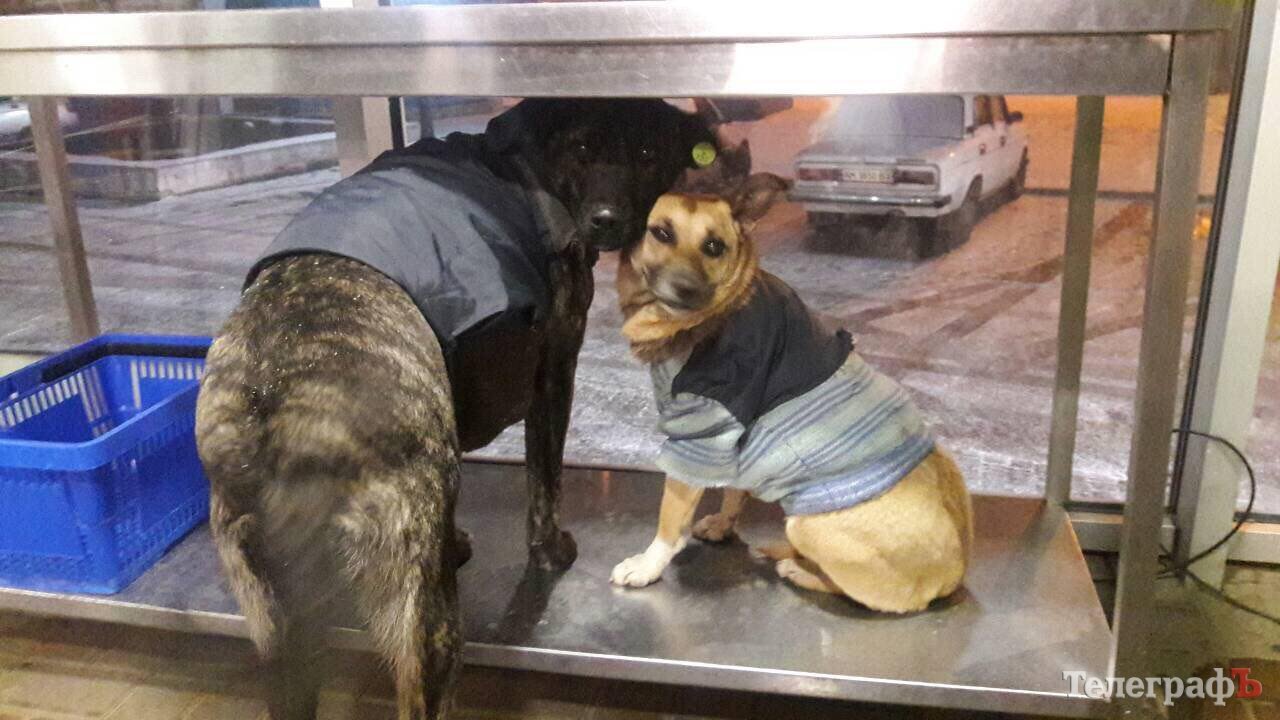 В Кременчуге неизвестный приодел бездомных собак (фото)