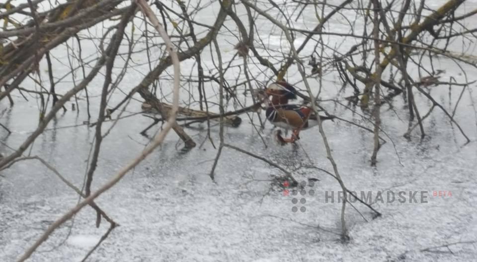 На замерзшем полтавском пруду осталась одна утка-мандаринка (фото)