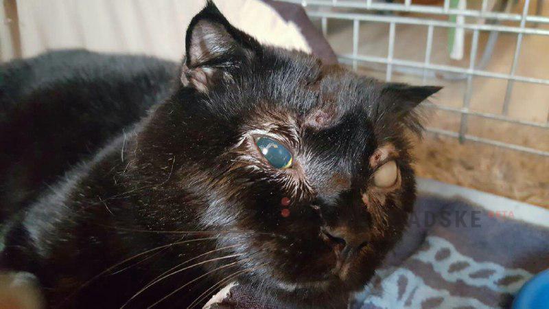 Полтавский кот, в которого выпустили 26 пуль, ослеп (фото)