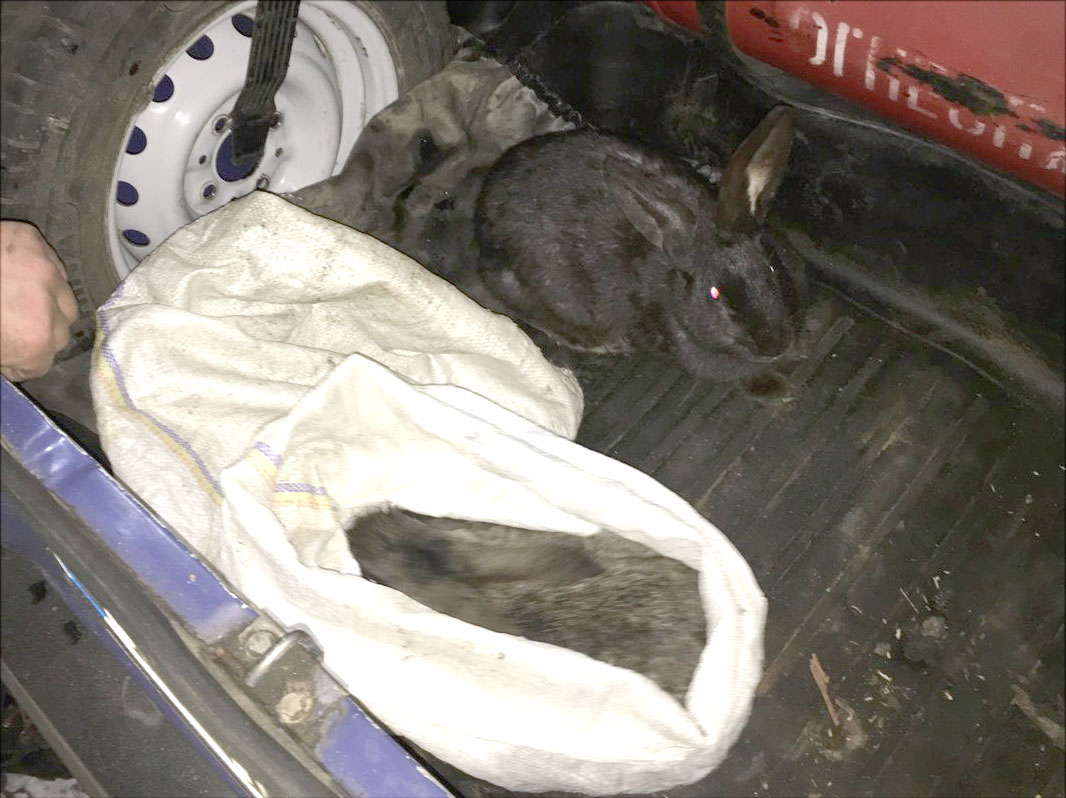 На Полтавщине подростки похитили кроликов (фото)