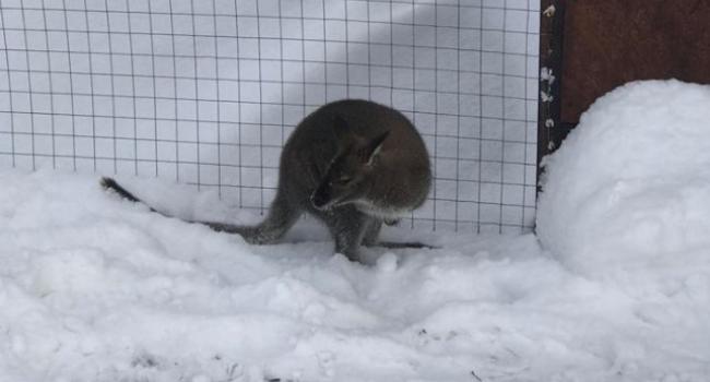 На Полтавщине по снегу прыгал кенгуру (фото)