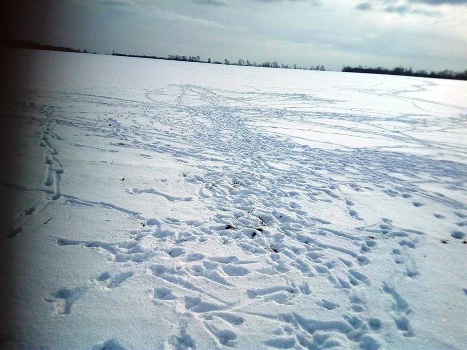 У лесных кормушек на Полтавщине - "очереди" из копытных (фото)