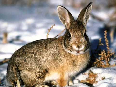 На Полтавщине лесники разводят диких зайцев
