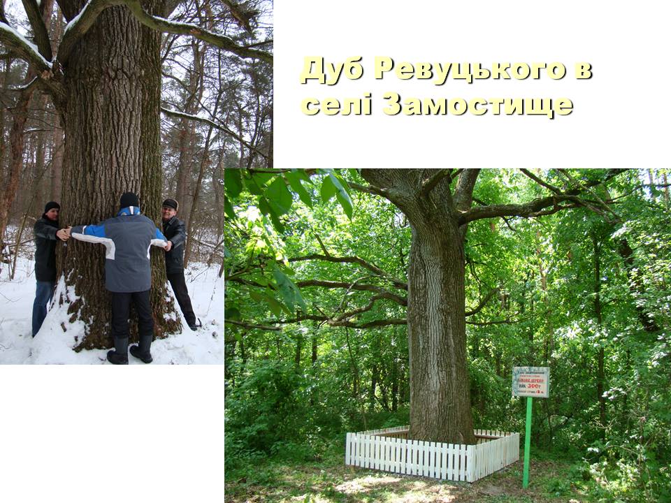 История 300-летнего дуба в Пирятинском районе (фото)