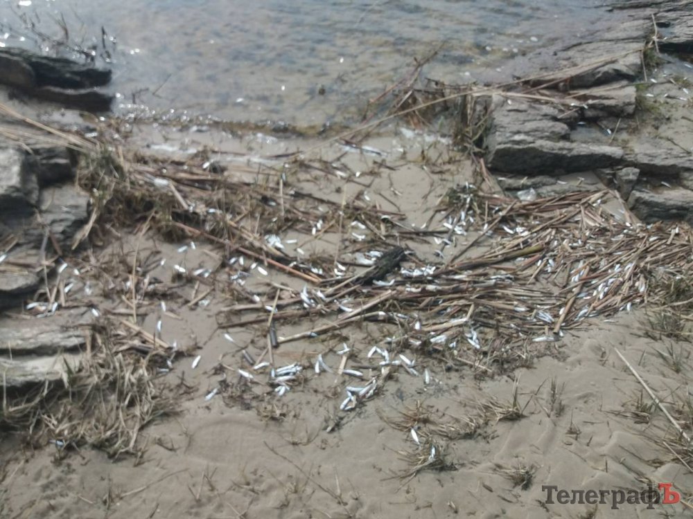 Берега Днепра в Кременчуге усеяны мертвой рыбой (фото)