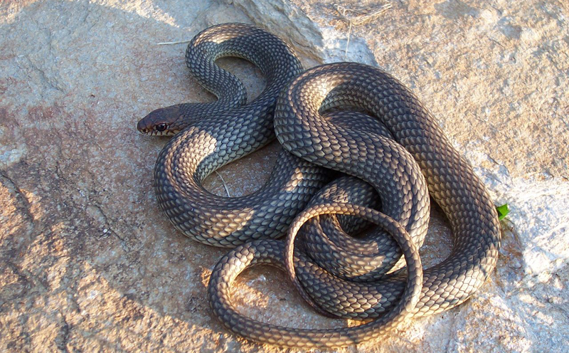 Крупную змею обнаружили в детском саду на Полтавщине (фото)
