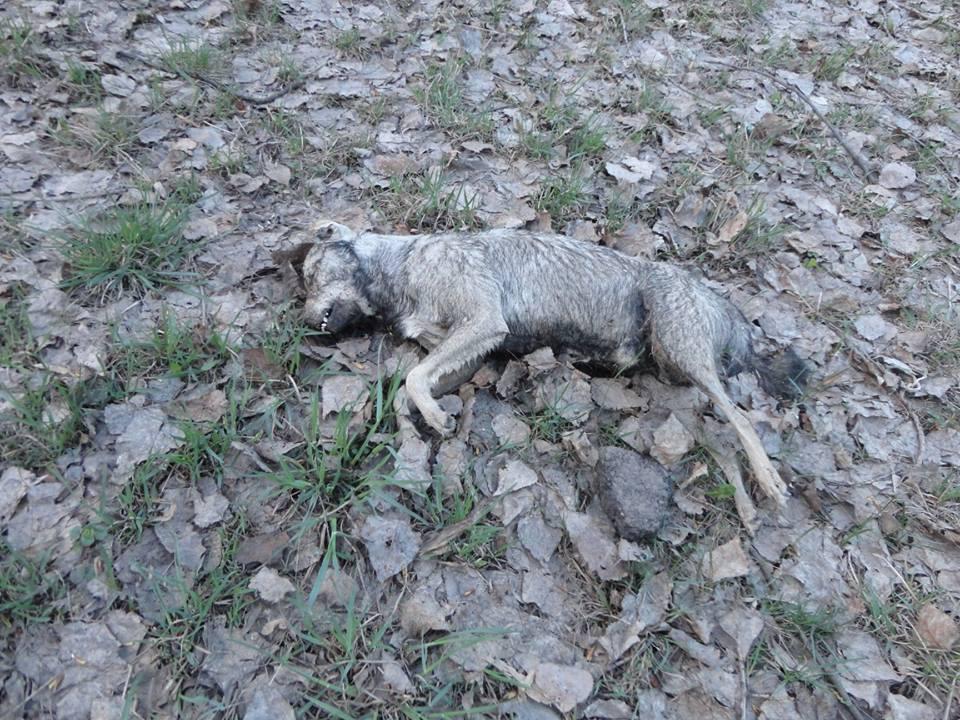 Город на Полтавщине усеян трупами собак (соцсети, фото 18+)