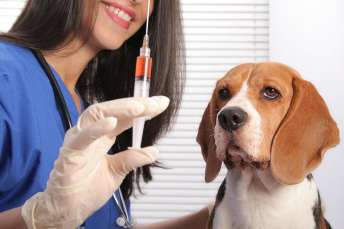 В Кременчуге начинается вакцинация животных от бешенства