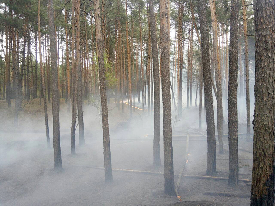 Под Полтавой горят леса (фото)