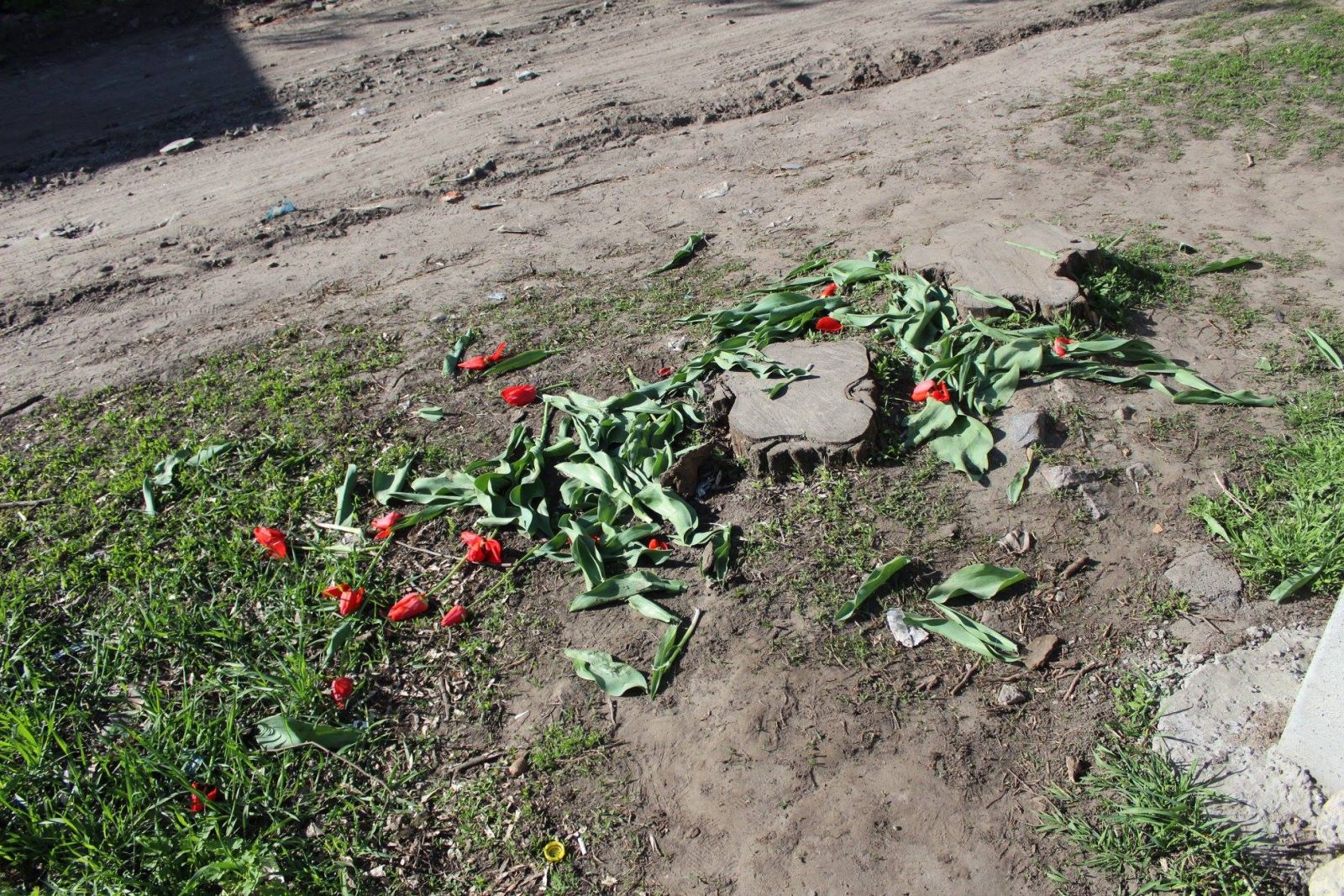 Вандалы уничтожили тюльпаны в селе на Полтавщине (фото)