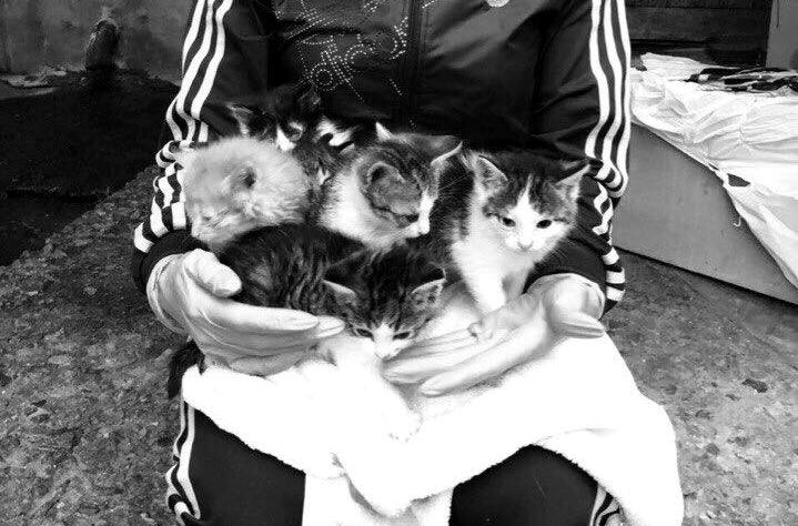 На Полтавщине женщина придавила котят кирпичом - соцсети