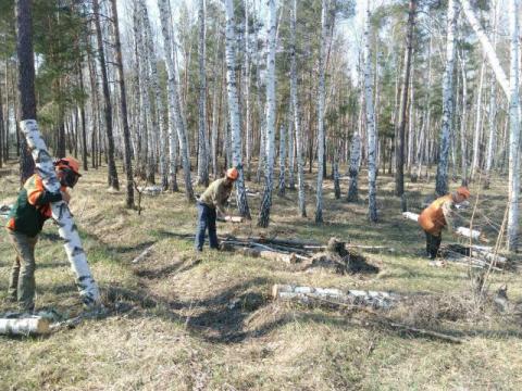 На Полтавщине убрали поваленные деревья (фото)