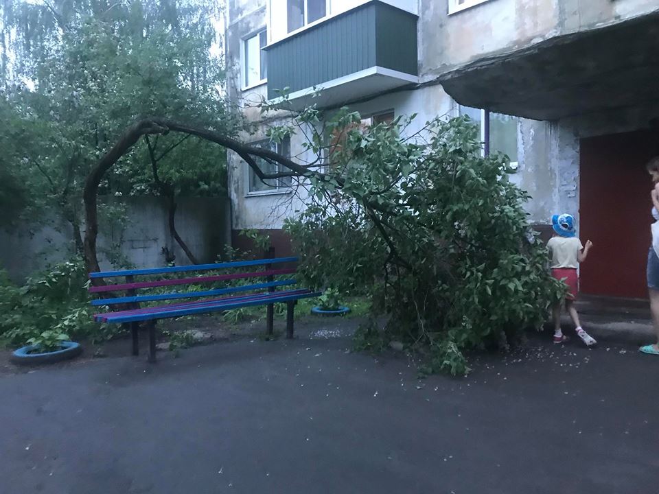 В Кременчуге у многоэтажки рухнуло дерево (фото)