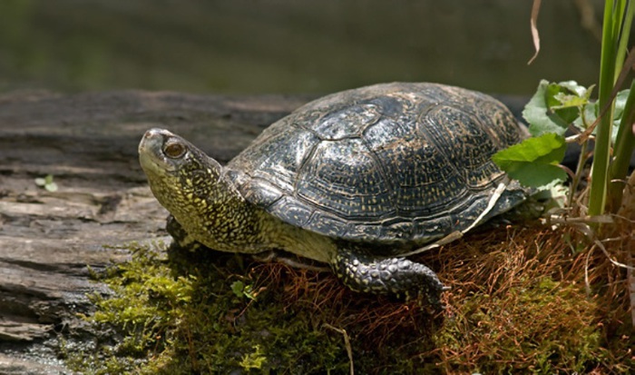 Во дворе суда на Полтавщине обнаружили болотную черепаху (видео)
