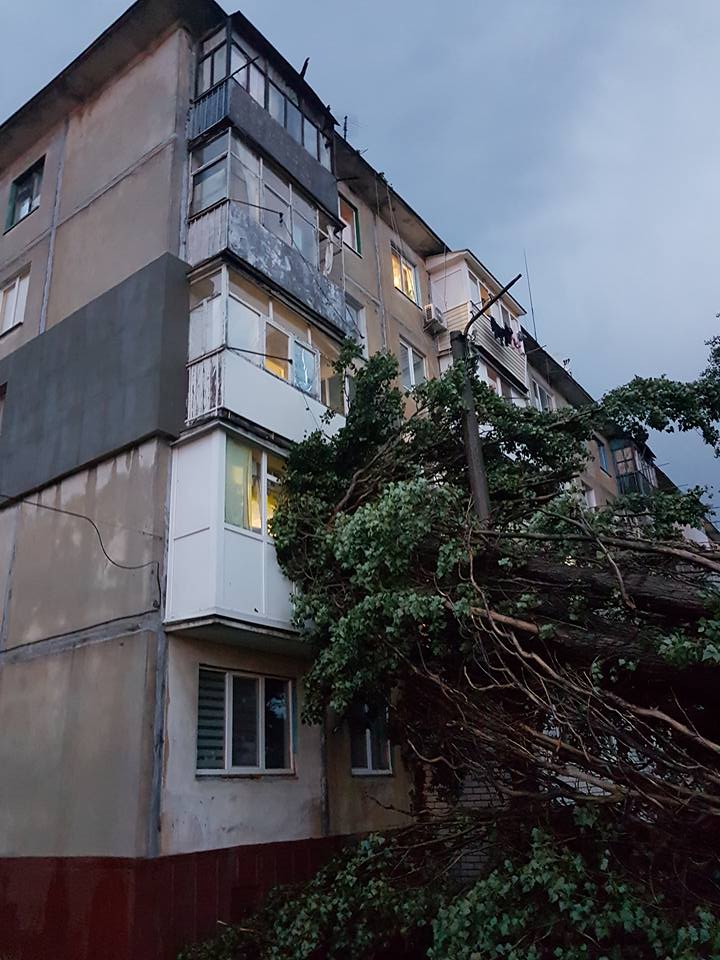 В Кременчуге дерево рухнуло на многоэтажку (фото)