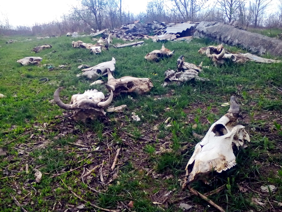 Под Полтавой осталось несколько тонн скелетов животных