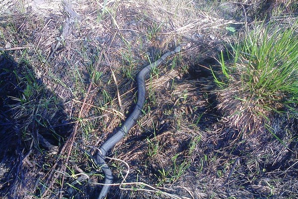 На Полтавщине обнаружили крупную черную змею (фото)