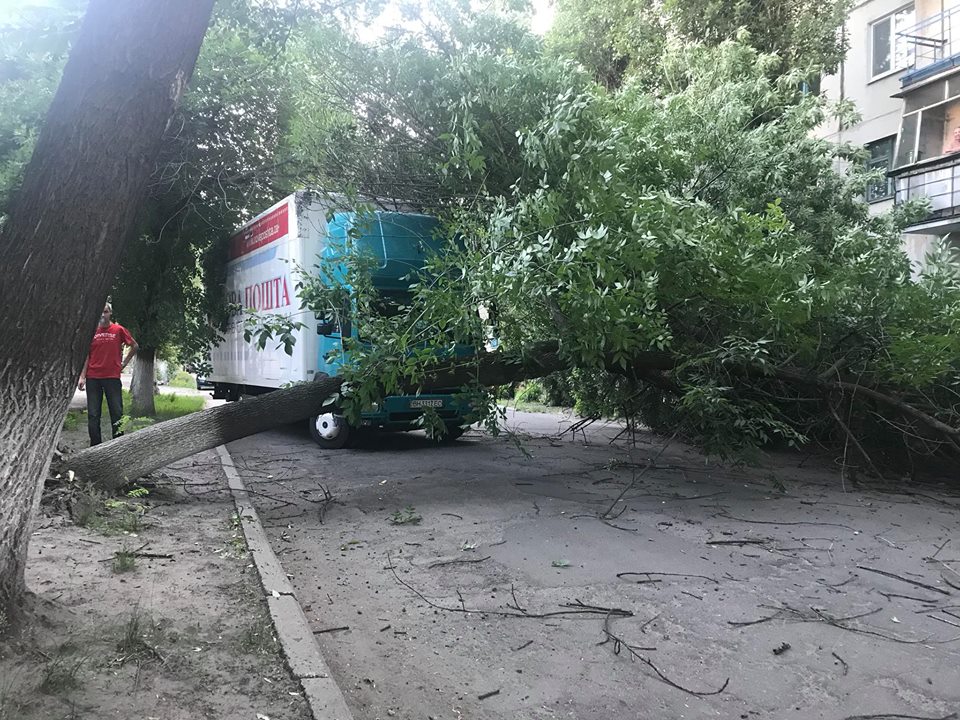 В центре Кременчуга рухнуло дерево (фото)