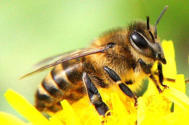 Под Полтавой - массовая гибель пчел