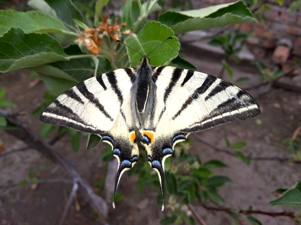На Полтавщине запечатлели редкую бабочку (фото)