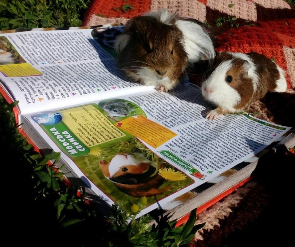 На Полтавщине читают даже коты, козы и кролики: фоторепортаж