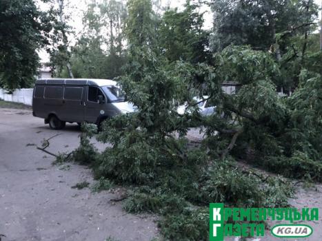 В Кременчуге рухнуло дерево (фото)