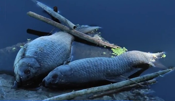 В пруду под Полтавой погибает рыба