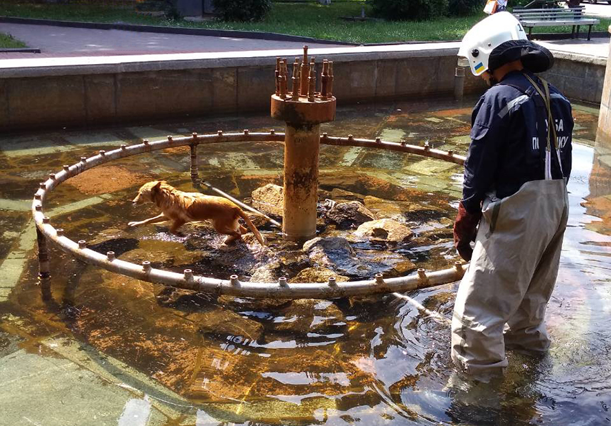 В Полтаве из фонтана спасли собаку (фото)
