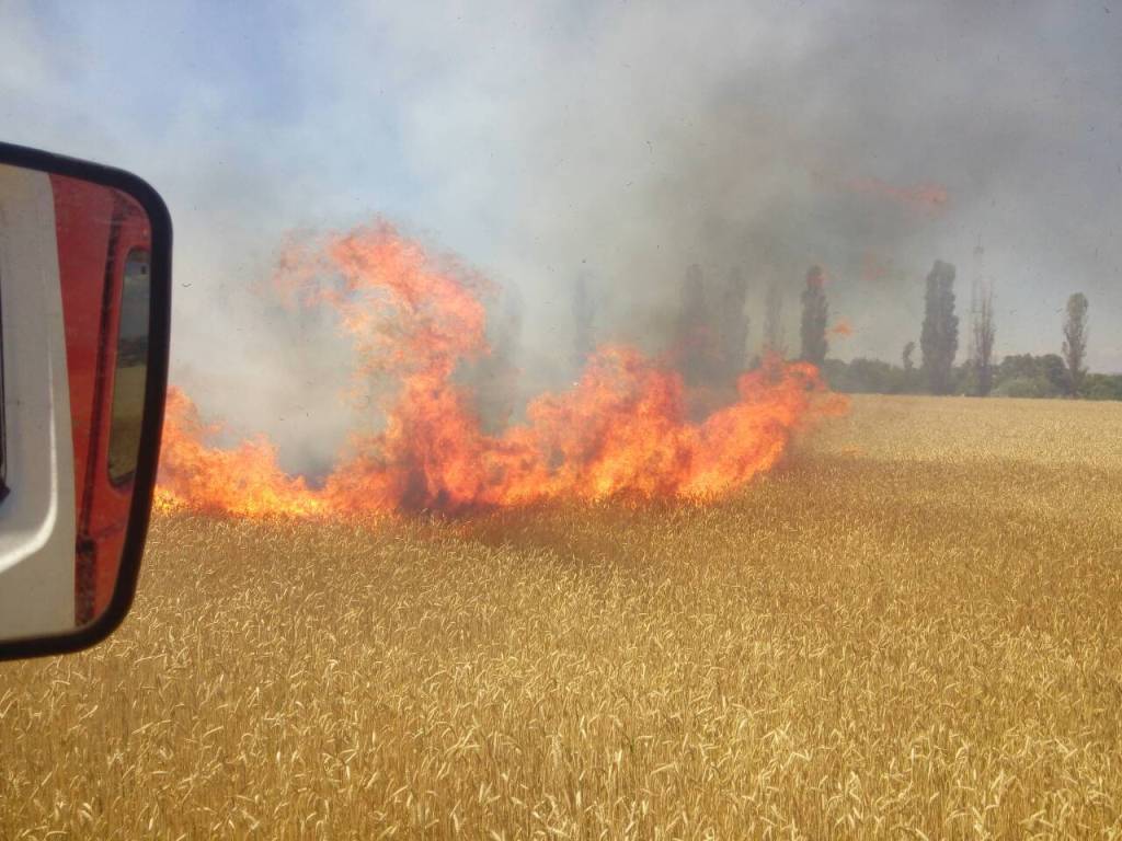 На Полтавщине сгорело 40 гектаров пшеницы на поле (фото)